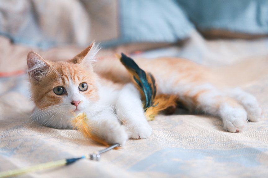 Cat-Home-Category