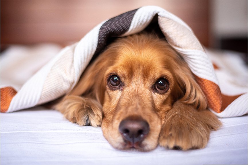 Dog-Home-Category2